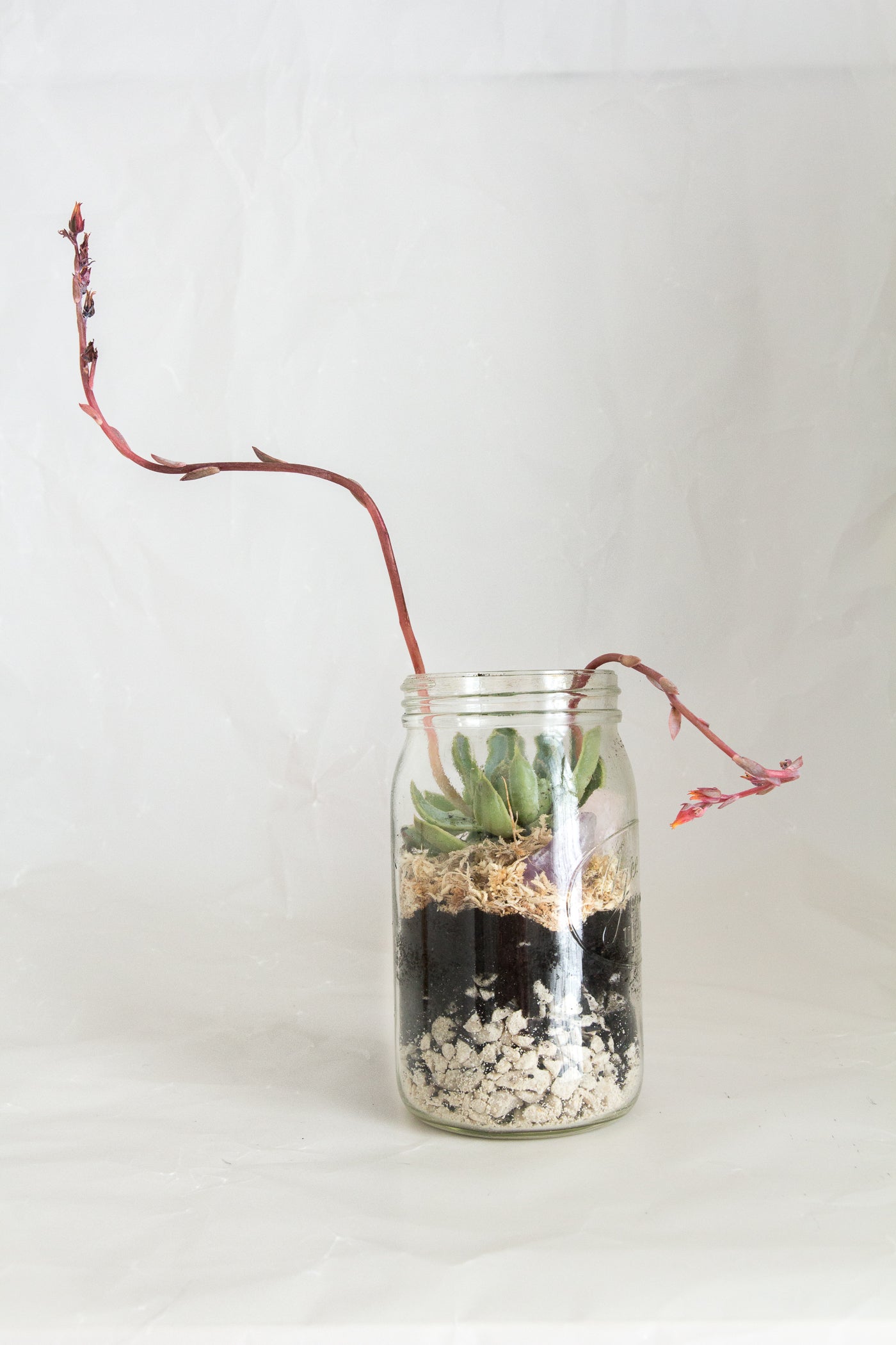 DIY Terrarium Kit