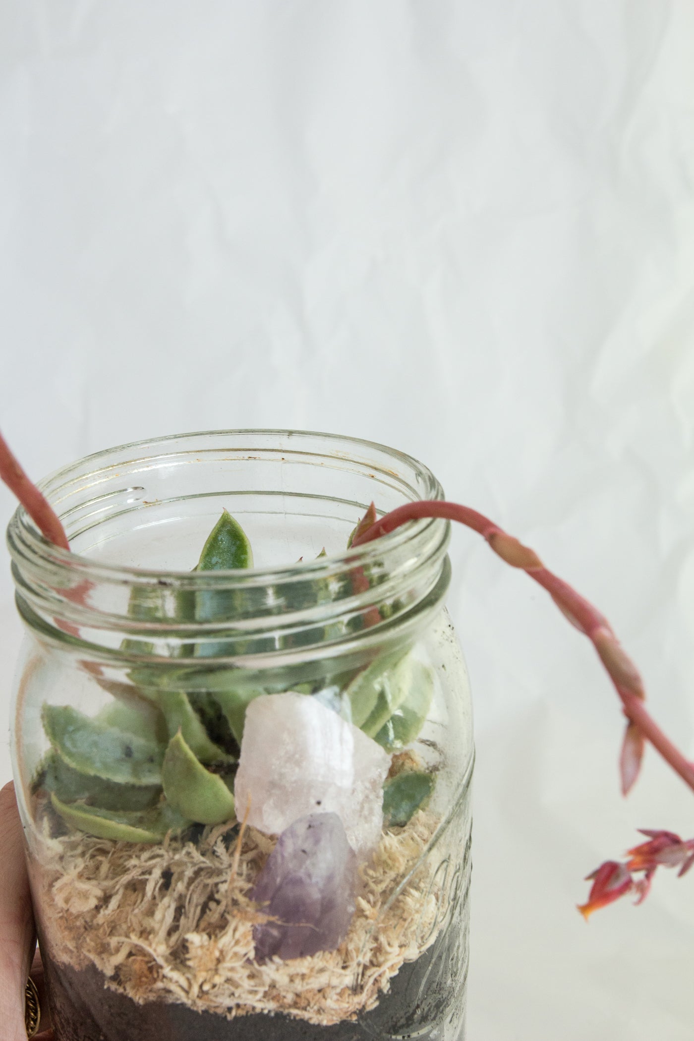 DIY Terrarium Kit
