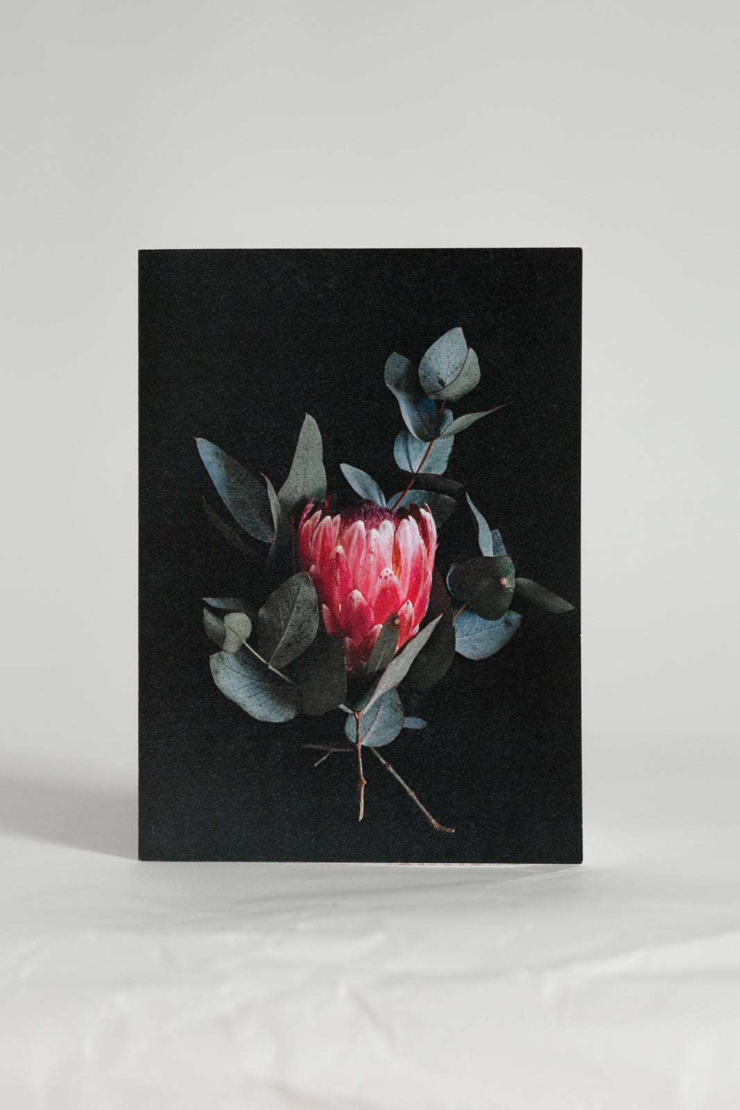 Protea Greeting Card